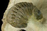 Aesthetic Crotalocephalina & Reedops Trilobite Association #153930-10